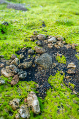 low tide on the shore of the Red Sea. low tide on the reef