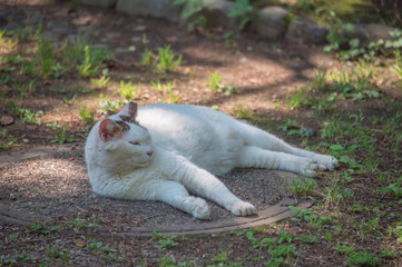 A white cat lying on the ground