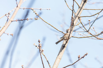 sparrow is sitting on a branch. bird kingdom. Live nature