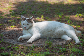 Naklejka na ściany i meble A white cat lying on the ground
