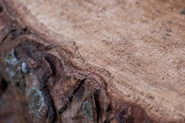 Frisch gefällter Baum zeigt die schöne Holzmaserung, die raue Baumrinde und das Kambium im Querschnitt nach dem die Kettensäge den Baum zersägt hat für Holzmöbel und Schreinereien