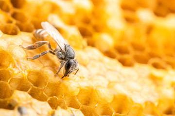 Group of bees on honeycomb studio shoot. Food or nature concept