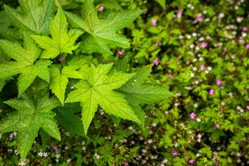 Plants on the Wahkeena Falls Hike at the Columbia River Gorge in Oregon