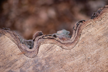 Frisch gefällter Baum zeigt die schöne Holzmaserung, die raue Baumrinde und das Kambium im Querschnitt nach dem die Kettensäge den Baum zersägt hat für Holzmöbel und Schreinereien