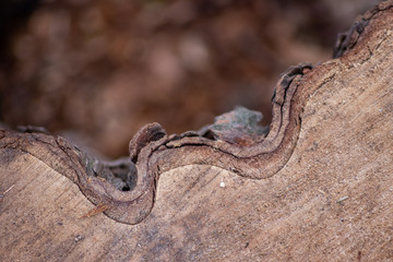 Frisch gefällter Baum zeigt die schöne Holzmaserung, die raue Baumrinde und das Kambium im Querschnitt nach dem die Kettensäge den Baum zersägt hat für Holzmöbel und Schreinereien