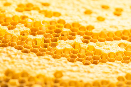 Group of bees on honeycomb studio shoot. Food or nature concept
