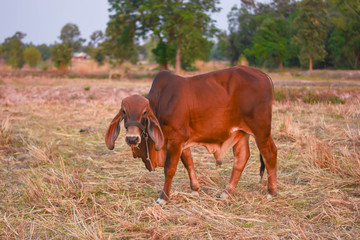 Naklejka na ściany i meble Dark red Brazilian Hindu cows are living in the dry fields.