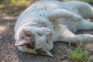 A white cat lying on the ground