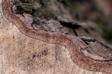 Fototapeta premium Świeżo ścięte drzewo pokazuje piękne słoje, szorstką korę i kambium w przekroju, po czym piła łańcuchowa przecina drzewo na drewniane meble i stolarkę