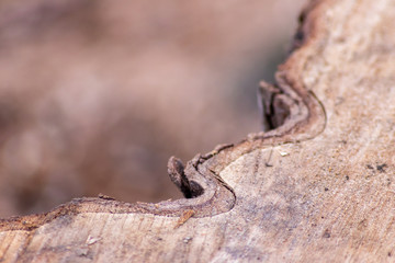 Frisch gefällter Baum zeigt die schöne Holzmaserung, die raue Baumrinde und das Kambium im Querschnitt nach dem die Kettensäge den Baum zersägt hat für Holzmöbel und Schreinereien