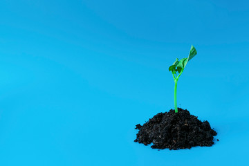 Young green sprout in the ground on a blue background. Seedling of seeds. The growth of new life. spring