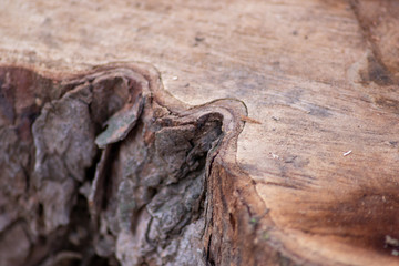Frisch gefällter Baum zeigt die schöne Holzmaserung, die raue Baumrinde und das Kambium im Querschnitt nach dem die Kettensäge den Baum zersägt hat für Holzmöbel und Schreinereien