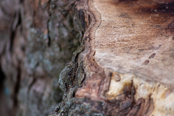 Frisch gefällter Baum zeigt die schöne Holzmaserung, die raue Baumrinde und das Kambium im Querschnitt nach dem die Kettensäge den Baum zersägt hat für Holzmöbel und Schreinereien