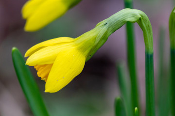 Strahlend leuchtende gelbe Narzissenbl&uuml;ten k&uuml;ndigen den Fr&uuml;hling im heimischen Garten und in Stadtg&auml;rten, Parks und Gr&uuml;nstreifen an und verzaubern den Fr&uuml;hling mit bet&ouml;rendem Duft