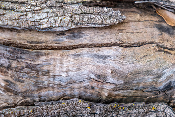 Close up of tree bark