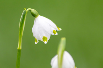 Bezaubernd blühende Frühlingsknotenblume (Leucojum vernum), auch Märzenbecher, Märzbecher,...