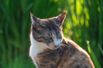 A calico tabby cat at sunset