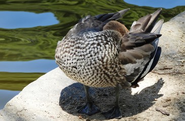 Grooming Duck 