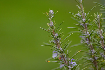 Im Frühling blühender Rosmarin zeigt den Kräutergarten mit Gartenkräutern von seiner schönsten Seite mit blauen Blüten und betörendem Duft für kulinarische Genüsse in der Küche
