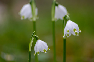 Bezaubernd blühende Frühlingsknotenblume (Leucojum vernum), auch Märzenbecher, Märzbecher, Märzglöckchen oder Großes Schneeglöckchen genannt, ist ein Frühlingsbote im heimischen Garten