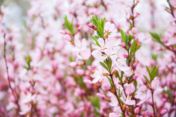 flowering branch of apple tree close-up pink