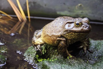 frog