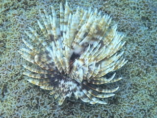 The amazing and mysterious underwater world of Indonesia, North Sulawesi, Manado, tube worm