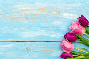 colorful pink tulips on a blue painted spring background. Spring postcard