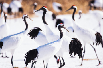 Japanese Red Crowned Cranes in Winter at Kushiro, Hokkaido, Japan - obrazy, fototapety, plakaty