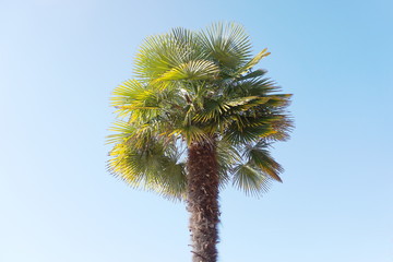 Isolated Palm tree against blue sky background close up.