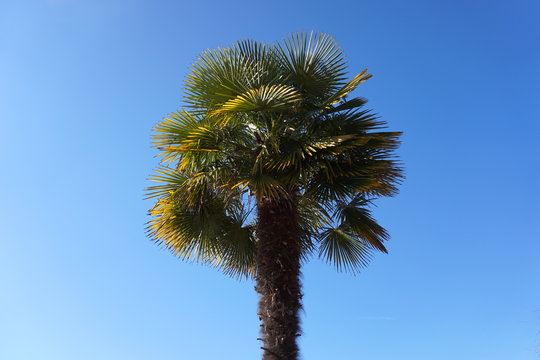 Isolated Palm tree against blue sky background close up.