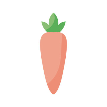 Isolated carrot vegetable flat style icon vector design