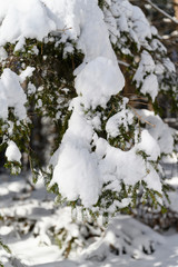 Snowy branches of spruce in nature.