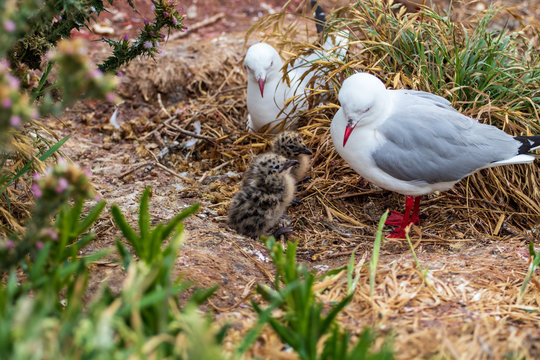 Red-billed gull family (Chroicocephalus scopulinus), maori name Tarapunga or Akiaki, at Taiaroa Head, Otago Peninsula, New Zealand. It is endemic to New Zealand.