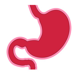Human stomach, illustration isolated on white background