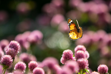 butterfly on flower