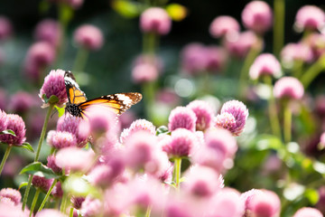 butterfly on a flower