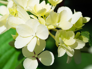 White hydrangea flowers close up