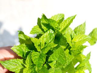 Harvesting bunch of fresh mint leaves in the garden