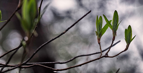 First green gentle leaves,spring background.