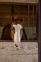 Horse In Stall