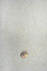 background with sand and a babylonia snail shell