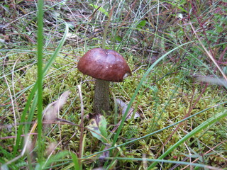 Three mushrooms in the moss
