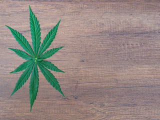 Top view of cannabis leaf on wooden table. Space for text. Wood texture background. Hemp herb green leaves for medicinal. Farm marijuana plantation concept