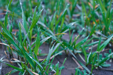 Image of young wheat sprouts.