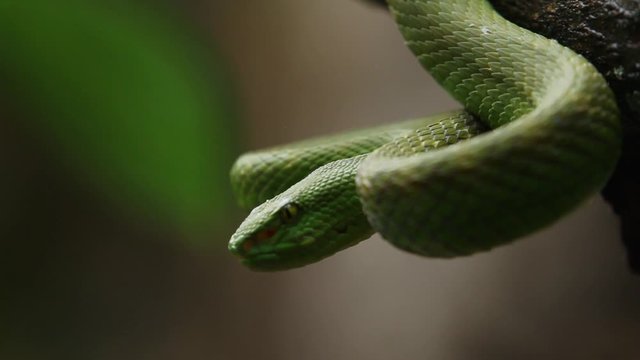 Green Viper Trimeresurus insularis is a venomous pit viper subspecies found in Indonesia and East Timor. The snake's head is looking at the prey