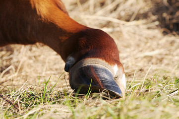 hoof and leg of brown white cow on meadow - obrazy, fototapety, plakaty