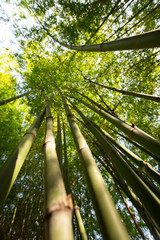 Plakat bamboo forest