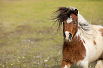 Sassy Mini Horse