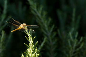 Butterfly and green background